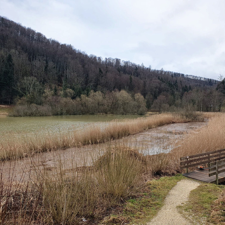 Entretien de la roselière du lac de Lucelle 2020