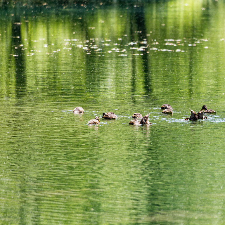 Animaux au bord du lac