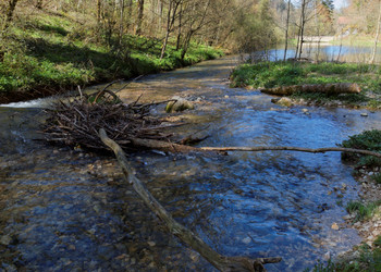 Die Revitalisierung des Sees