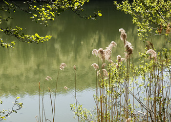 lac