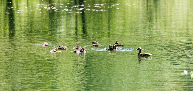 Animaux au bord du lac