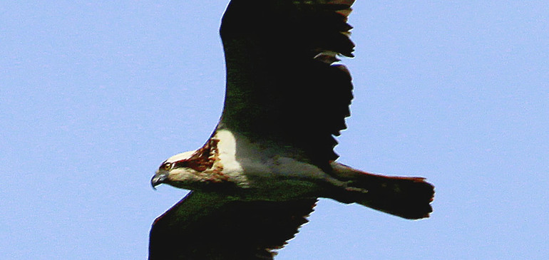 Balbuzard pêcheur au lac